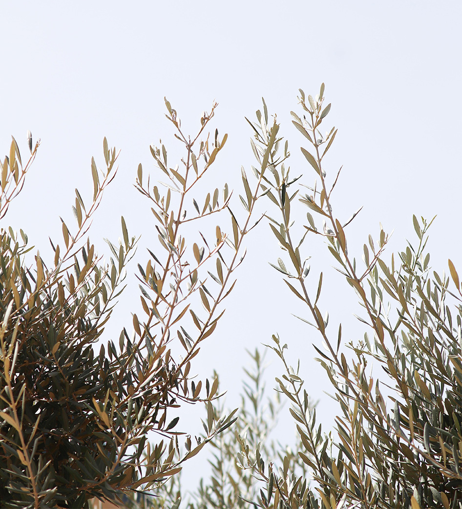 
L'huile d'olive de l'Escarelle
