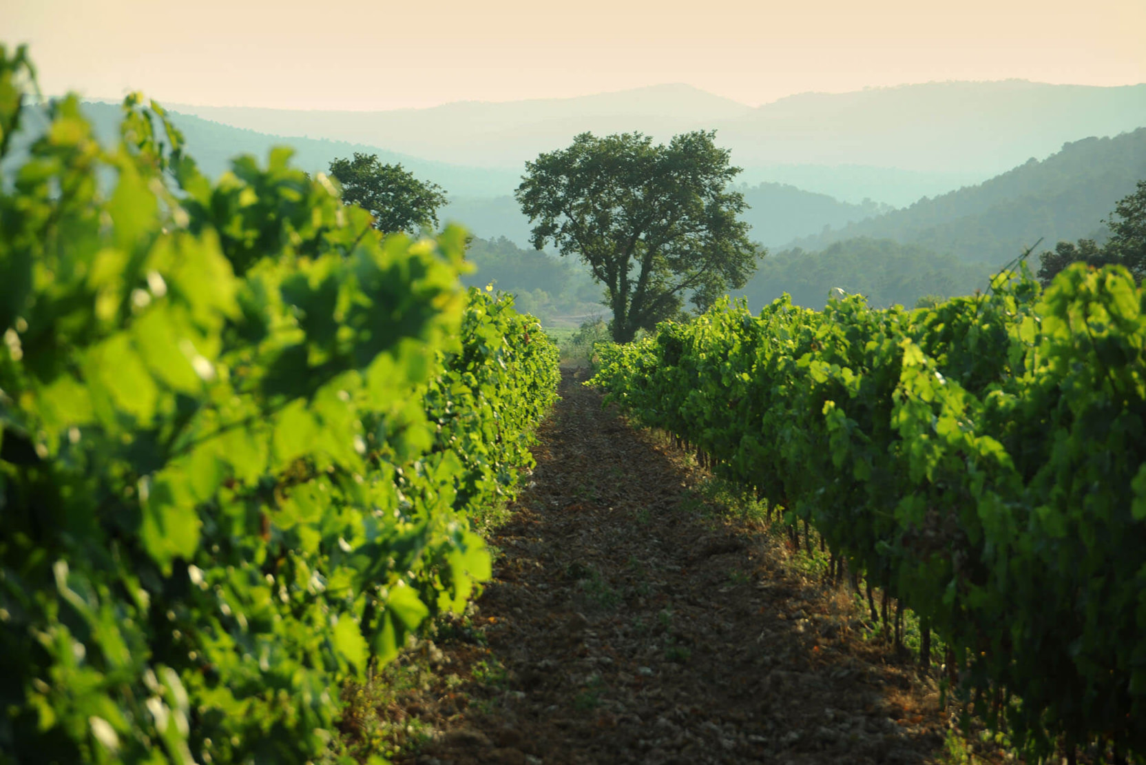 Un domaine de 110 hectares de vignes biologiques